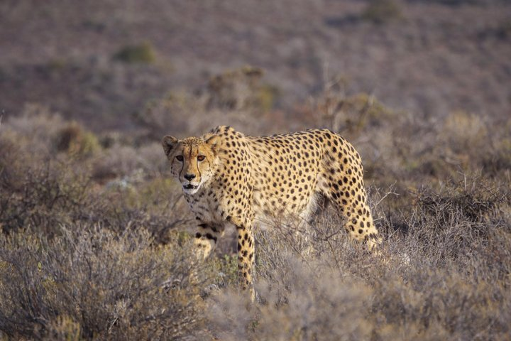 Sanbona Wildlife Reserve return private transfers from Cape Town - Photo 1 of 9